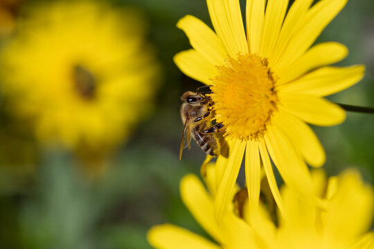 A small honey bee sits on a large yellow flower and searches for pollen.
