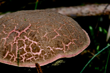 In the autumn forests in Bavaria, they can be found almost everywhere: Mushrooms in all colors and shapes.
On leafy forest floors and lush green moss, they look incredibly bizarre and unique.
