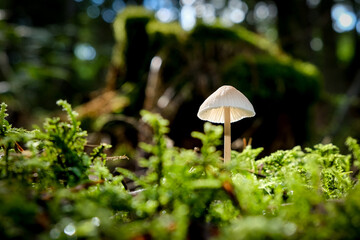In the autumn forests in Bavaria, they can be found almost everywhere: Mushrooms in all colors and...