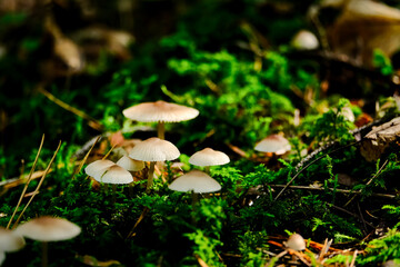 In the autumn forests in Bavaria, they can be found almost everywhere: Mushrooms in all colors and shapes.
On leafy forest floors and lush green moss, they look incredibly bizarre and unique.