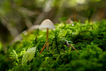 In the autumn forests in Bavaria, they can be found almost everywhere: Mushrooms in all colors and...