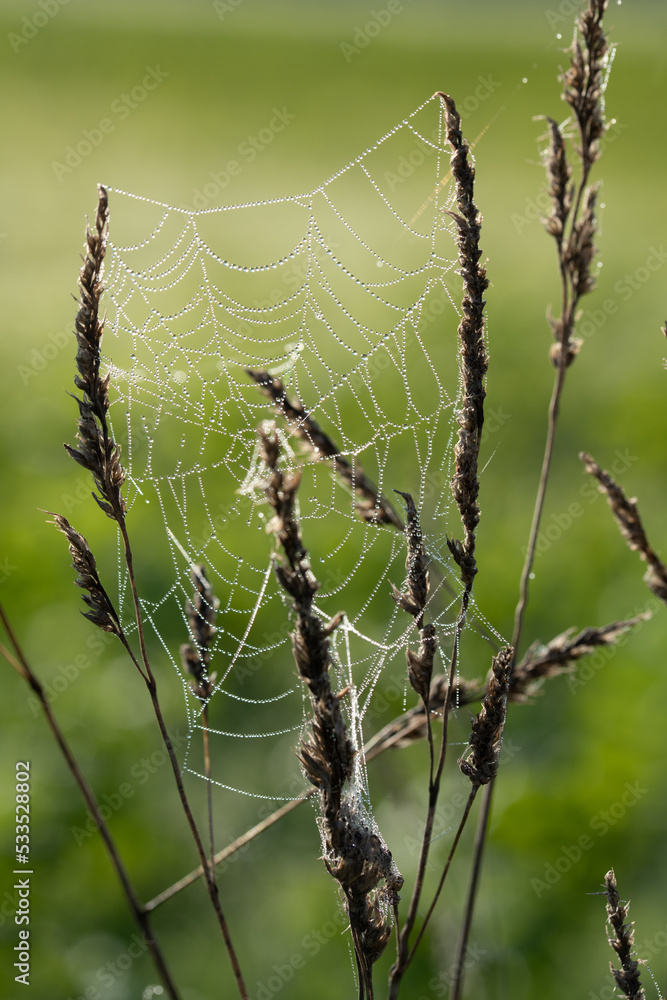 Wall mural close up of a spider web attached between grasses. drops of dew sit on the net. the background is gr