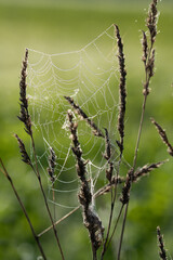 Close up of a spider web attached between grasses. Drops of dew sit on the net. The background is green. The light shines from behind.