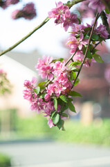 Decorative red apple tree flowers blossoming at spring time, floral background