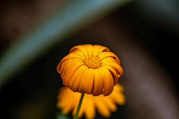 Planta con flor y pétalo naranja.