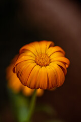 Planta con flor y pétalo naranja. © CarlosHerreros