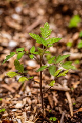 Tomatero plantado con productos ecológicos.