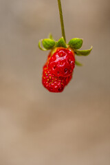 Cultivo de fresas ecológico en macetas.