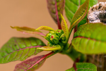 Flor de pascua cerrada esperando a abrirse.