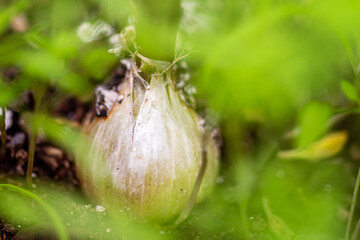 Ajo creciendo en la tierra.