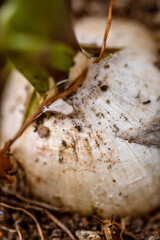 Ajo creciendo en la tierra.