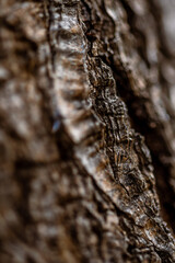 Corteza del tronco de un aguacatero.