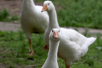 Obraz premium Nahaufnahme weisse Gans