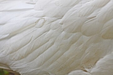 Obraz premium Nahaufnahme weisse Gans