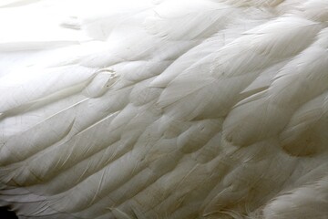 Fototapeta premium Nahaufnahme weisse Gans