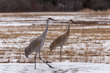 Two Sandhill Cranes Foraging For Food In A Snowy Field In Early March