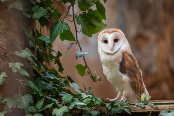 Barn owl, Tyto alba, perched in window of ruined chapel overgrown by green ivy. Urban wildlife....