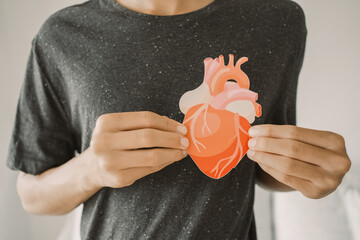 Hands holding heart anatomy, organ donor, cardiac heart cancer, health care hopital service concept