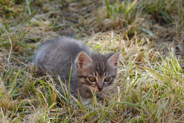 A fluffy gray kitten on a green lawn, looking into the distance.