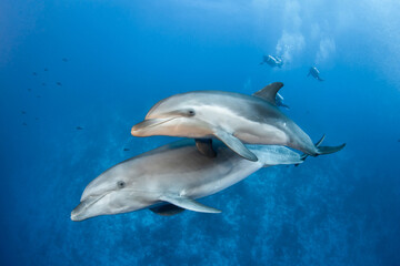 Bottlenose dolphins in blue - obrazy, fototapety, plakaty