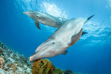 Fototapeta na wymiar Bottlenose dolphins in blue