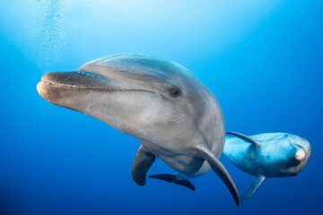 Naklejka premium Bottlenose dolphins in blue