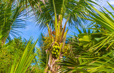 Obraz na płótnie Canvas Tropical natural palm tree coconuts blue sky in Mexico.