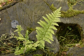 a brittle bladder fern trying to survive on a rotted woody leftover 