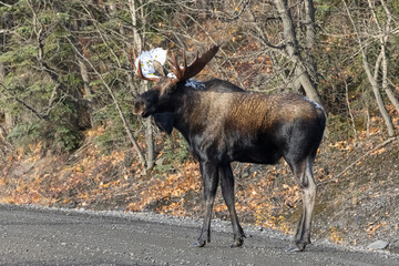 Bull Moose in Denali National Park, Alaska