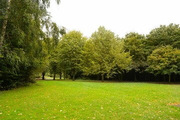 greenery in the park