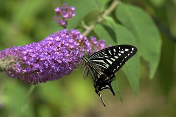 ブッドレアの蜜を吸うナミアゲハ