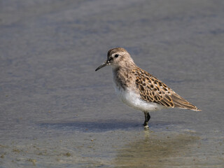 A Least Sandpiper in Alaska