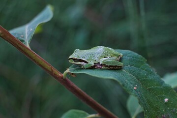 frog on a leaf