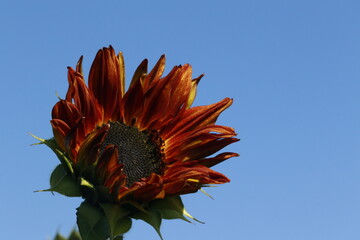 orange flower against blue sky