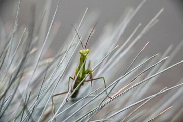 Plant Mantis