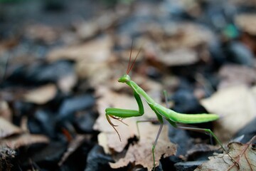 Praying Mantis on the Run