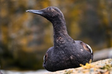 Pigeon Guillemot