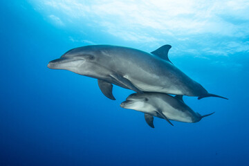 Obraz na płótnie Canvas Bottlenose dolphins