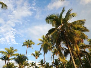 Fototapeta na wymiar palm trees and sky. Dominican Republic. beach ocean Atlantic Caribbean sea