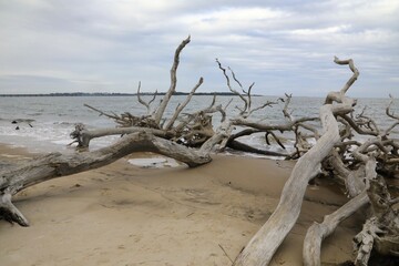 Driftwood covered beach in Florida 