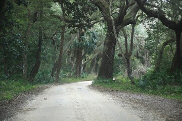Spanish moss covered oak trees in the south