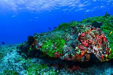 Fototapeta na wymiar View of reefs and fishes in Fernando de Noronha sea, Brazil