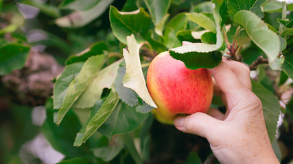 Woman hand picking red apple in apple orchard. Selective focus.