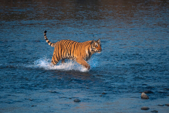 Tigress running through Ramganga river in pursuit of prey on a winter evening