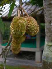 Fresh Durian Fruits hanging on durian tree