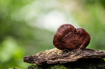 Reishi or lingzhi Mushroom on nature background.