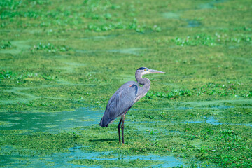Fototapeta premium Blue egret stands in a green marsh
