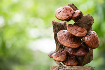 Reishi or lingzhi Mushroom on nature background.