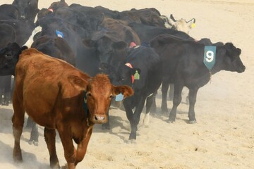 Beef cattle in a herd