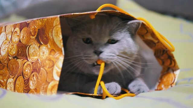 Gray British Cat Hiding in a Cardboard Box, Playing with a String on the Bed. A playful fluffy Scottish cat peeks out of a paper package, bites the rope with his teeth. Indoors. Pet games at home.